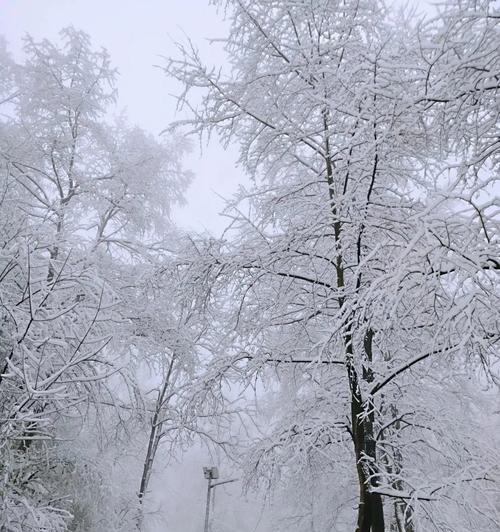 深夜漫步在白雪茫茫中（一场短暂的相遇）