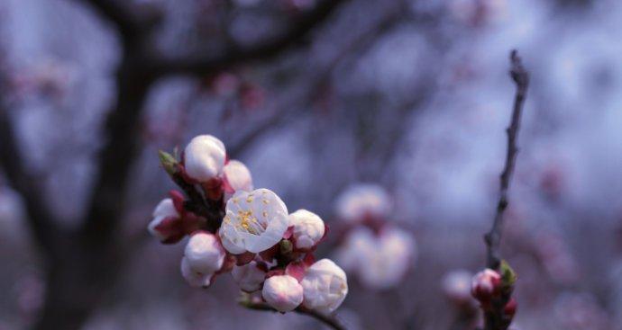 春色满园，樱花飘香（梦回樱花季，邂逅春天的韵味）