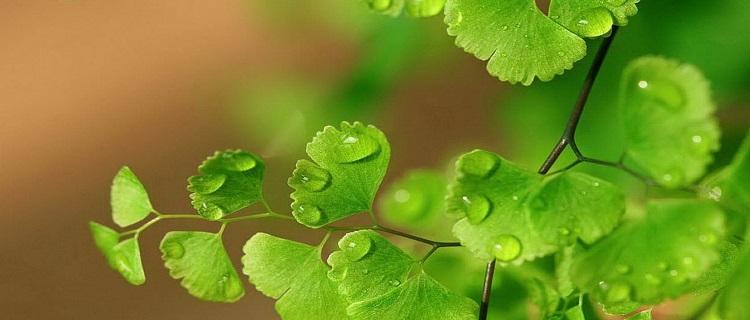 小学生的奇妙植物探险（三年级小学生探秘神奇植物世界，发现惊喜与惊险！）