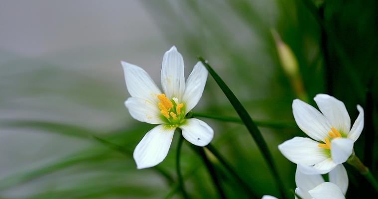 那朵小花的坚韧（一路坚持，一路成长）