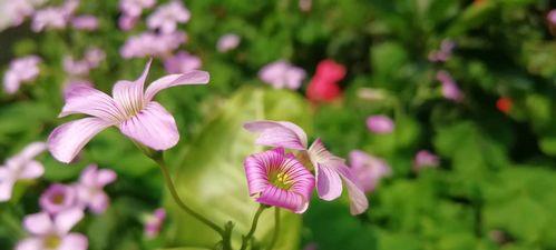 花开自由——以那被腾出的空位，自会有好花缀满（一个受伤的心灵在花的陪伴下重新获得自由）