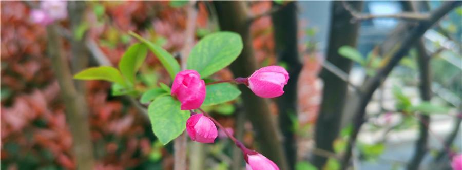 《海棠花开》（花开人生，浪漫爱情在海棠花下绽放）