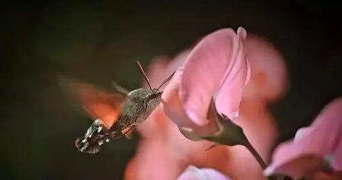 好花缀满，以那空位（腾出的空间，藏着美好的惊喜）