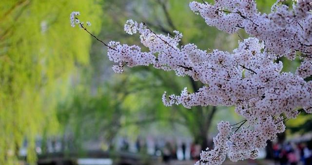 错过春天也有花开满途（春逝花未开，生命依然绚烂）