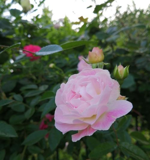 浓郁的芬芳（花园里的奇妙冒险）