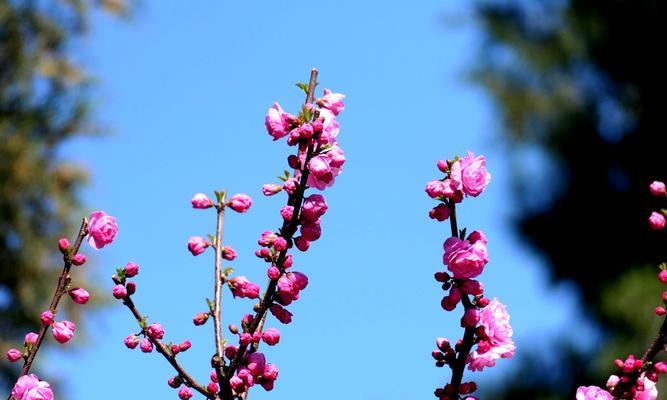 邂逅春天（一场奇妙的旅行）