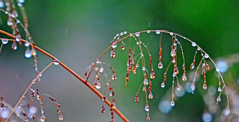 雨水中的温暖（雨水中的温暖）