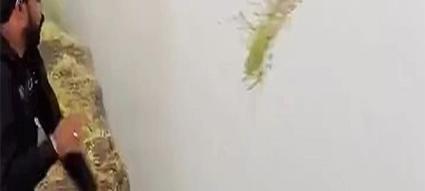 大自然奇妙之旅（探索世界的美与神秘）