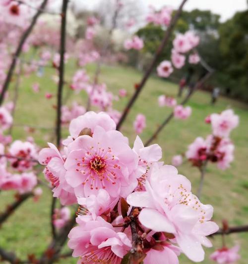 花季的约定（生命的力量，美好的人生）