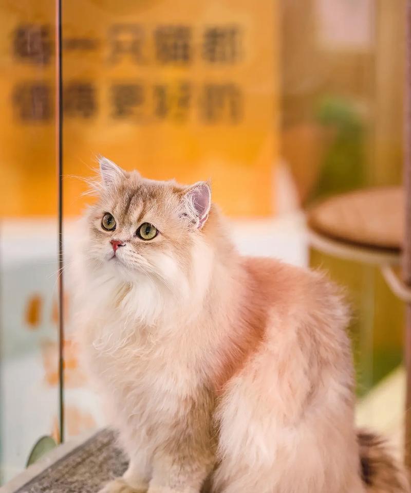 小猫咪的奇妙冒险（一只小猫的成长故事）