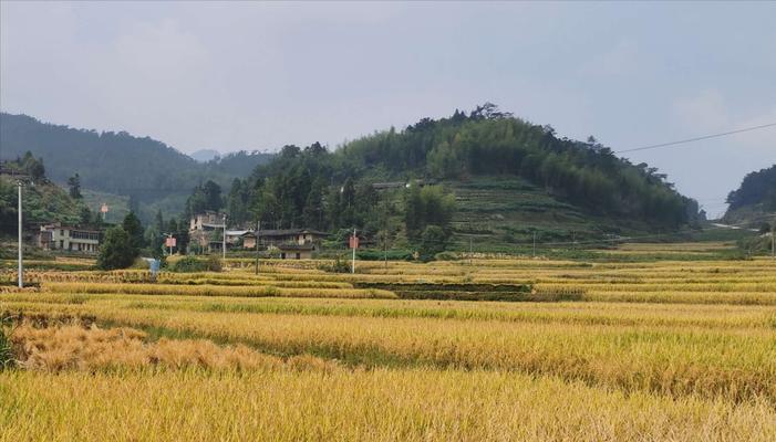 秋田野的遇见（失落的旅者在秋天的田野中重拾初心）