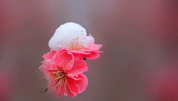梅花与我——共赏冬天