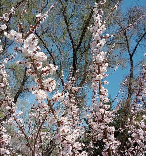 Spring–TheSeasonofRejuvenation