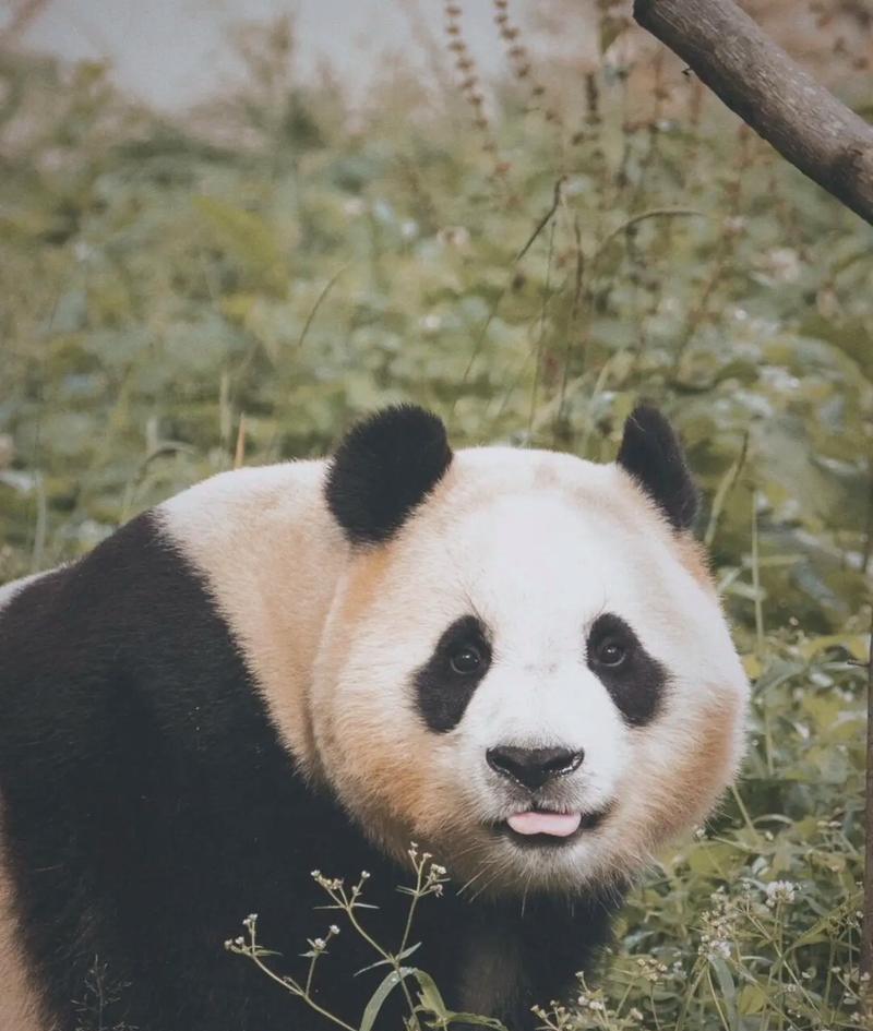 最美的笑容