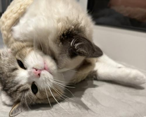 猫咪奇遇记