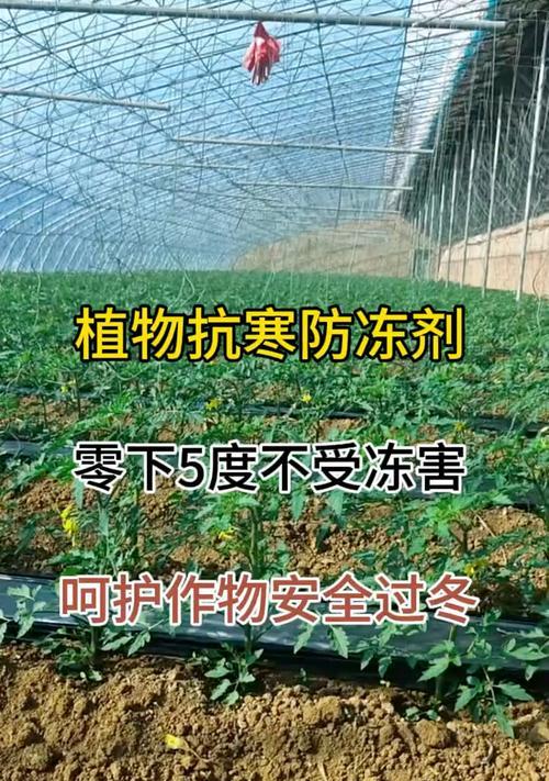 萌芽的生命力——安全过冬的绿植（每一次的关注都是一种温暖）