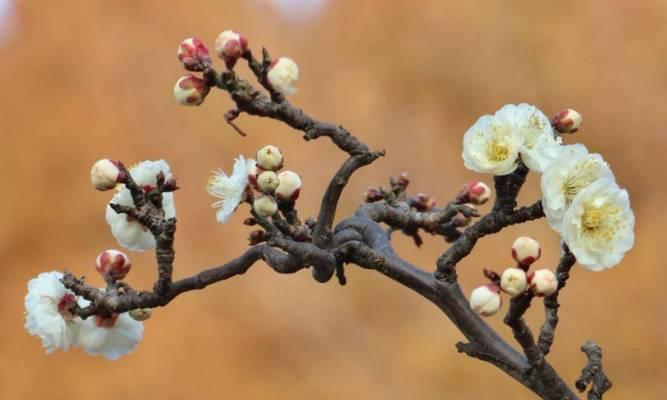 冬日梅花依然美丽（独自寻觅的美丽）