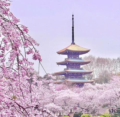 一场神秘的梦境（一场神秘的梦境）
