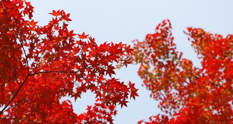最美（一次寻找之旅）