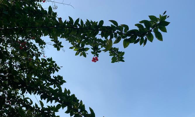 绿色生机（一群勇敢的冒险家）