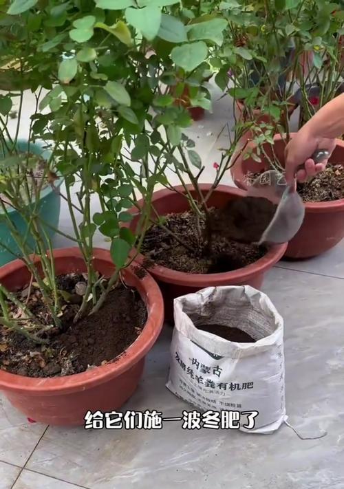 绿植安全过冬之旅（生命的呼唤，关爱从绿植开始）