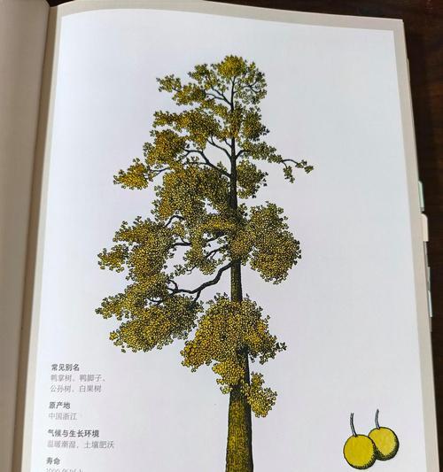 一棵树的成长与情感(一棵树的成长与情感)