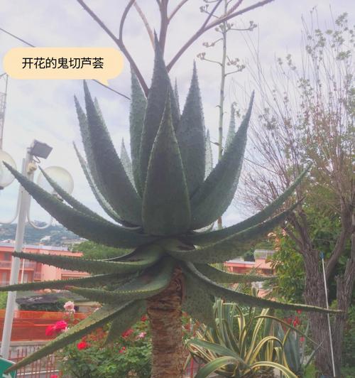 心灵的种子（从小处开始，让生命更美好）